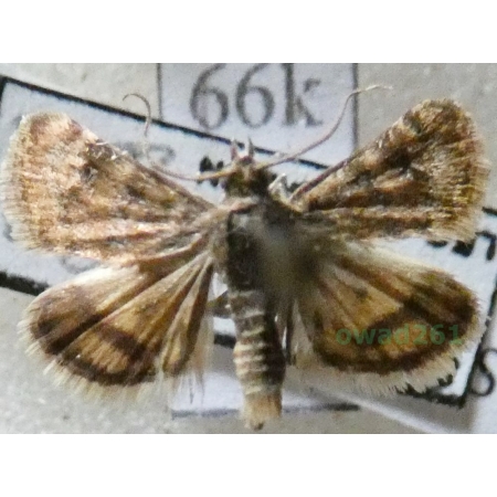 Aporodes floralis (Hübner, 1809) Slovakia66k